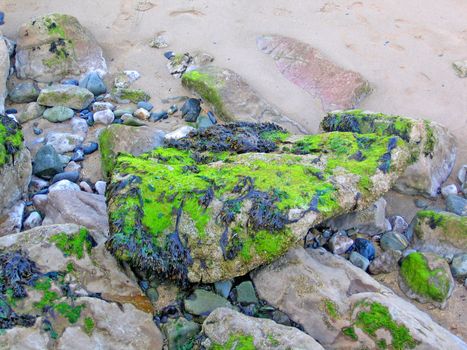 Moss and Seaweed Covered Rocks