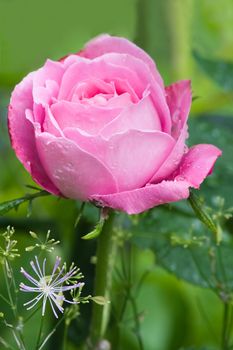 Historic rose, 'Louise Odier", pink and very fragrant old rose 