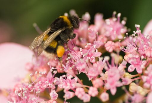 Bumble bee gathering pollen from hortensia flowers