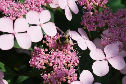 Bumble bee on hortensia flowers getting pollen