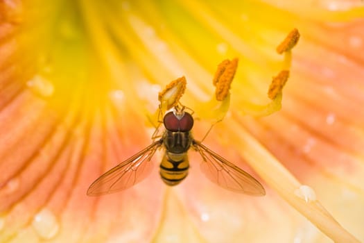 Hoverfly on yellow daylily flowers after rainfall