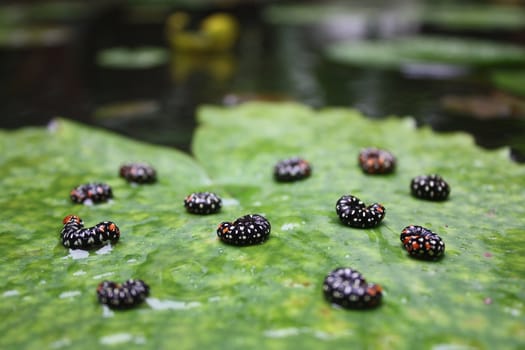 Catterpillars sleeping curled up on a lotus leaf, protecting themselves from water.