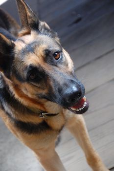 close-up portrait of a young german shepherd dog