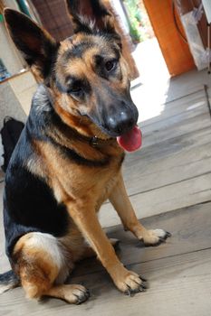 cute young female shepherd dog's portrait against an open door