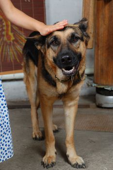 kid's hand touching a head of a young cute shepherd female dog