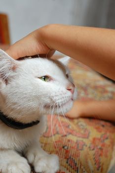 tender touch of a kid's hand to a white cat' head