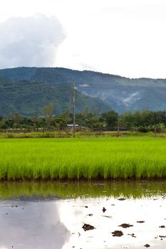 Rice paddies of northern Thailand