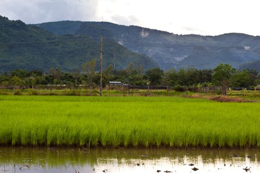 Rice paddies of northern Thailand