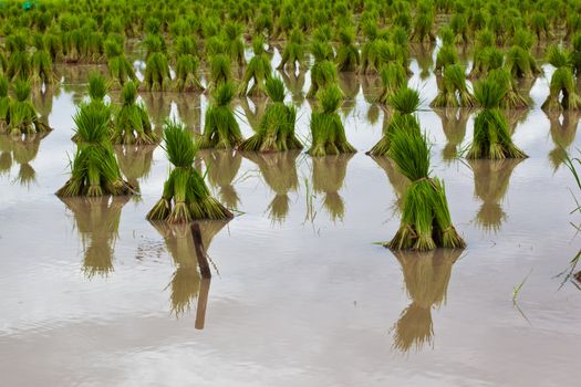 Rice paddies of northern Thailand