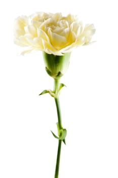 Yellow Carnation isolated on a white background.