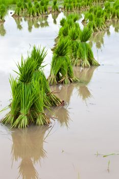 Rice paddies of northern Thailand