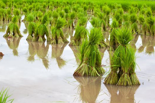 Rice paddies of northern Thailand