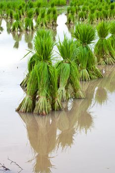 Rice paddies of northern Thailand