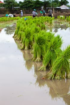 Rice seedlings and Farmers are working