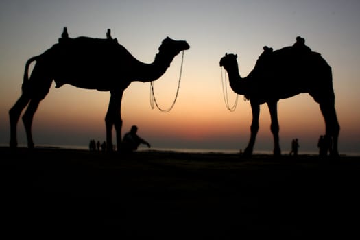 A silhouette of two camels on a desert side beach, in the evening.