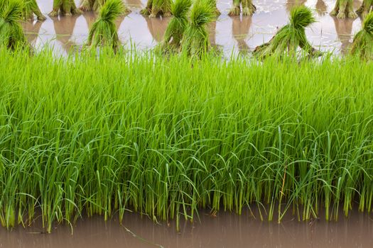 Rice paddies of northern Thailand