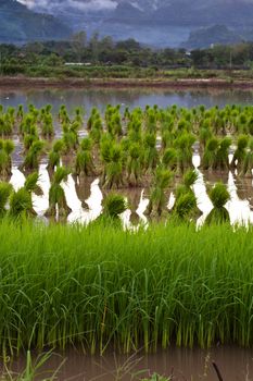 Rice paddies of northern Thailand