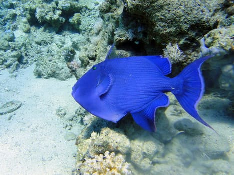 Big blue fish in Red sea, Sharm El Sheikh, Egypt