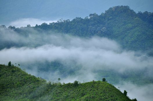 Summit view of green forest in misty morning.