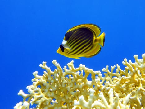 Butterfly fish and fire coral in Red sea, Sharm El Sheikh, Egypt