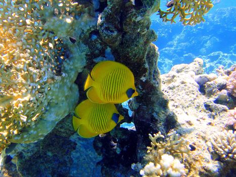 Two butterfly fishes in Red sea, Sharm El Sheikh, Egypt