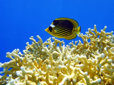 Butterfly fish and fire coral in Red sea, Sharm El Sheikh, Egypt