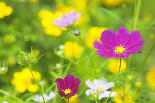 Close up meadow with many colorful flowers.