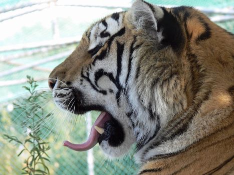 Siberian Tiger Yawning Close-up