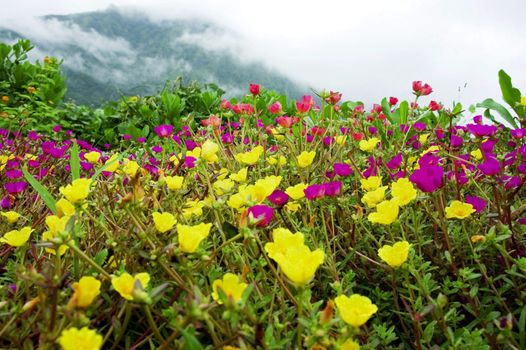 Vibrant field of wildflowers 