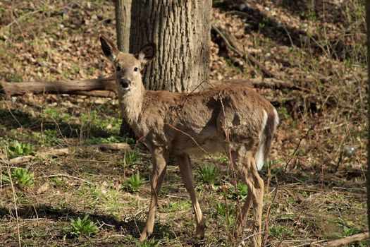 Young White-tail Deer In Morning Sun