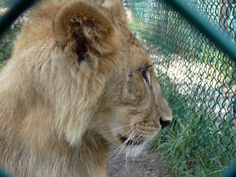 Young Male Lion Close-up Showing Whiskers