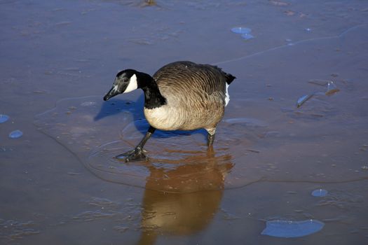 Canada Goose trying To walk On Thin Ice