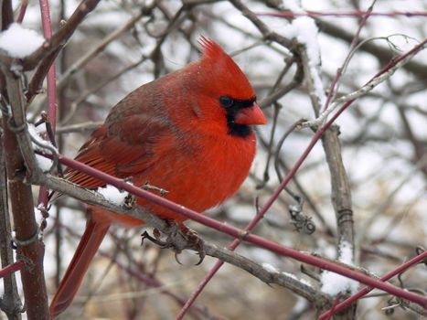 Cardinal Cardinalidae male In Winter