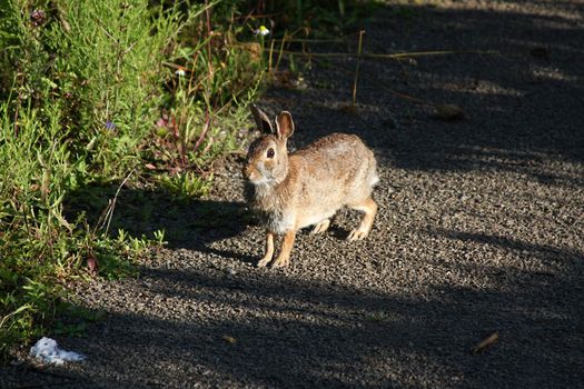 Cottontail Rabbit Sylvilagus In Morning Sun