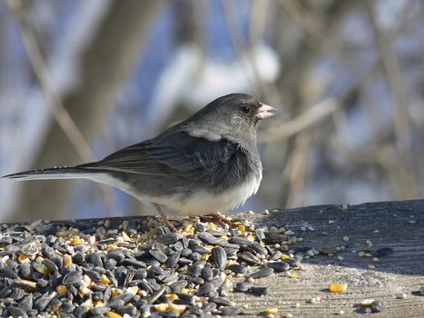 Dark-eyed Junco Wind In Feathers