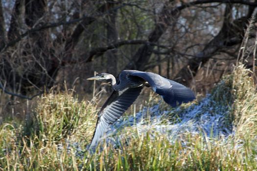 Great Blue Heron In Flight On Winter Morning