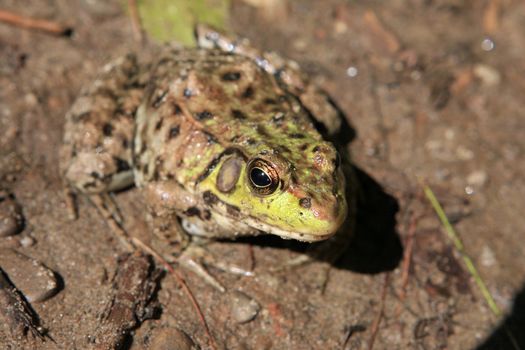 Leopard Frog In Mud In Morning Sun