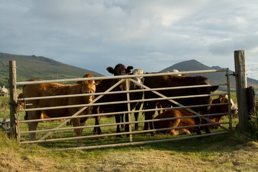 Green grass leads to a crooked metal gates with a small herd of bullocks in a field with mountains in the background.