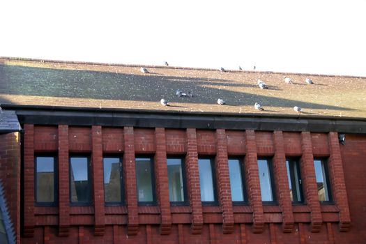 Modern Roof and Pigeons