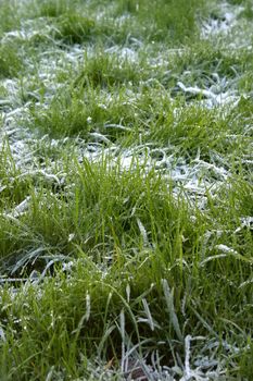 Long Frosty Grass on a November Morning in England