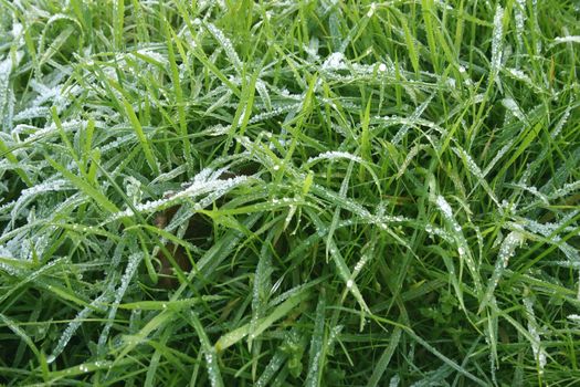 Long Frosty Grass on a November Morning in England