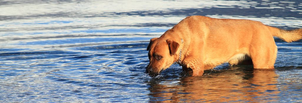 dog & lake