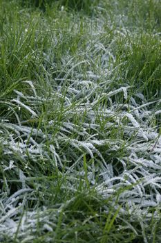 Long Frosty Grass on a November Morning in England