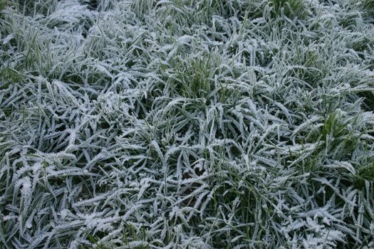 Long Frosty Grass on a November Morning in England