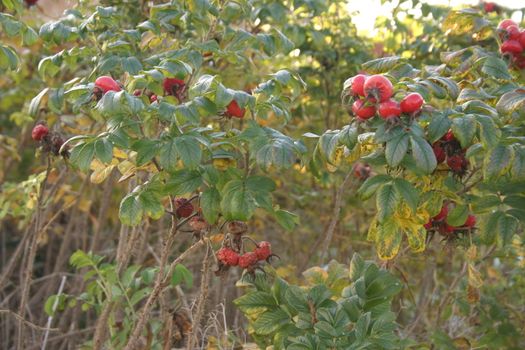 Red Berries on a Bush