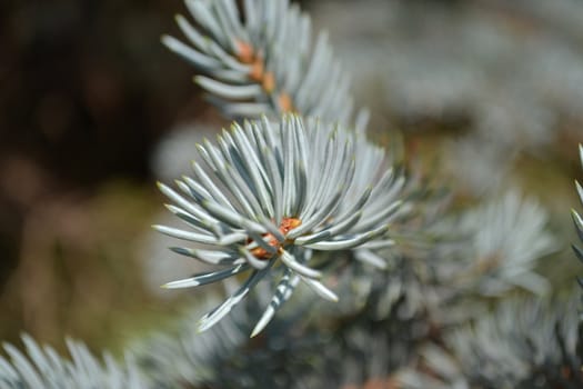 It's a close-up of blue spruce branch showing the needles in detail
