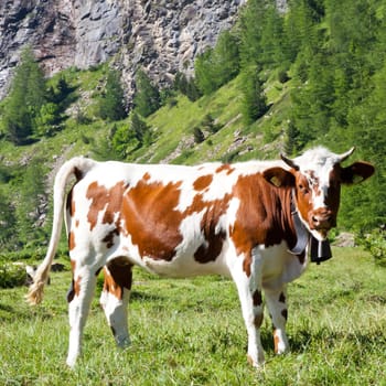 Italian cows during a sunny day close to Susa, Piedmont, Italian Alps