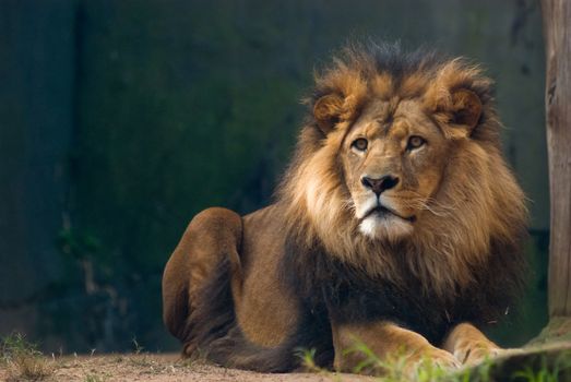 portrait of an african lion, close up, king power