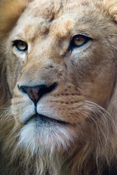 portrait of an african lion, close up, king power