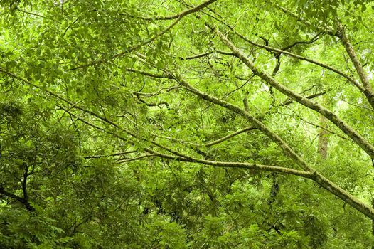 tropical green forest 
